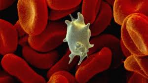 Platelet in blood concentrated as PRP